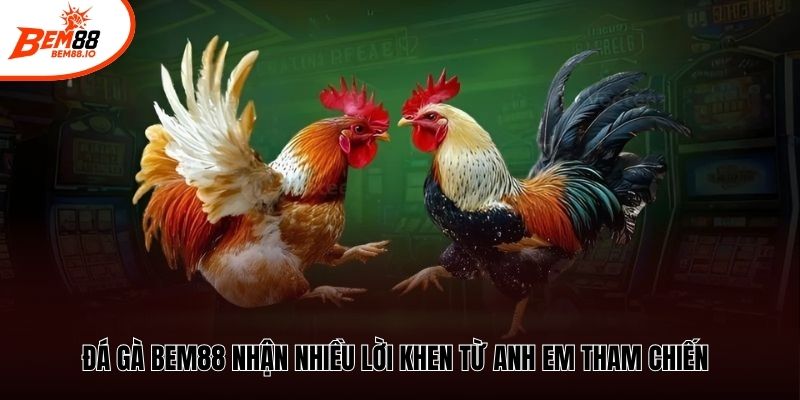 Đá gà Bem88 nhận nhiều lời khen từ anh em tham chiến
