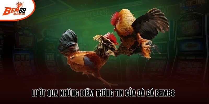 Lướt qua những điểm thông tin của đá gà Bem88